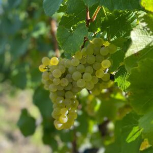 trinityhillwines 1771449367 3835515830948576472 640260202 1